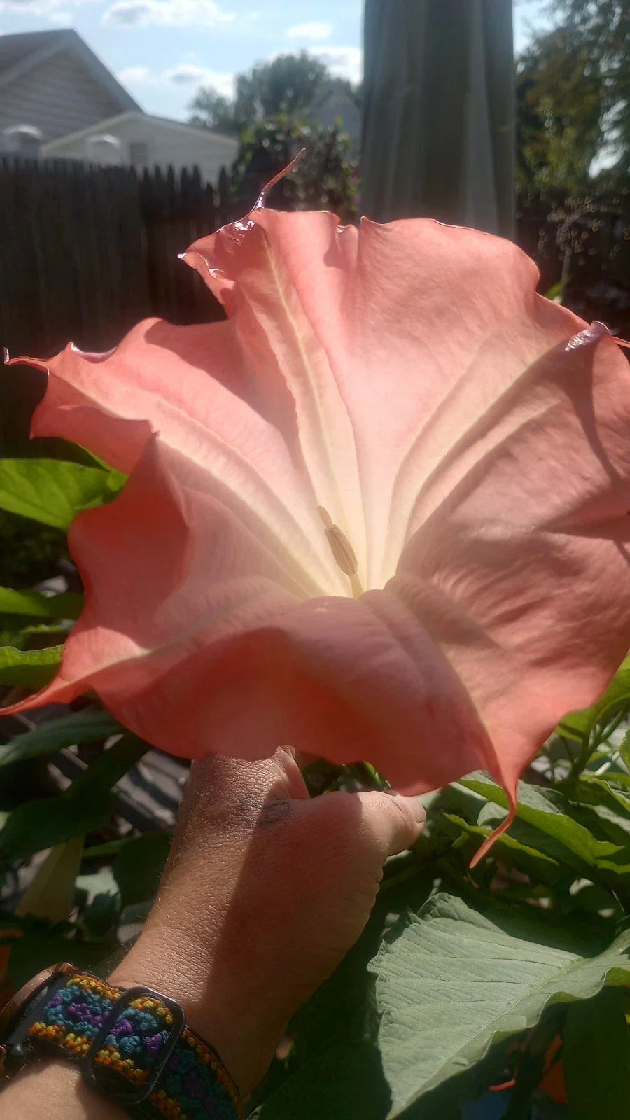 Brugmansia Angel Trumpet Live Plant Node - Pink - No Leaves or Roots - Tropical Flowering Plant