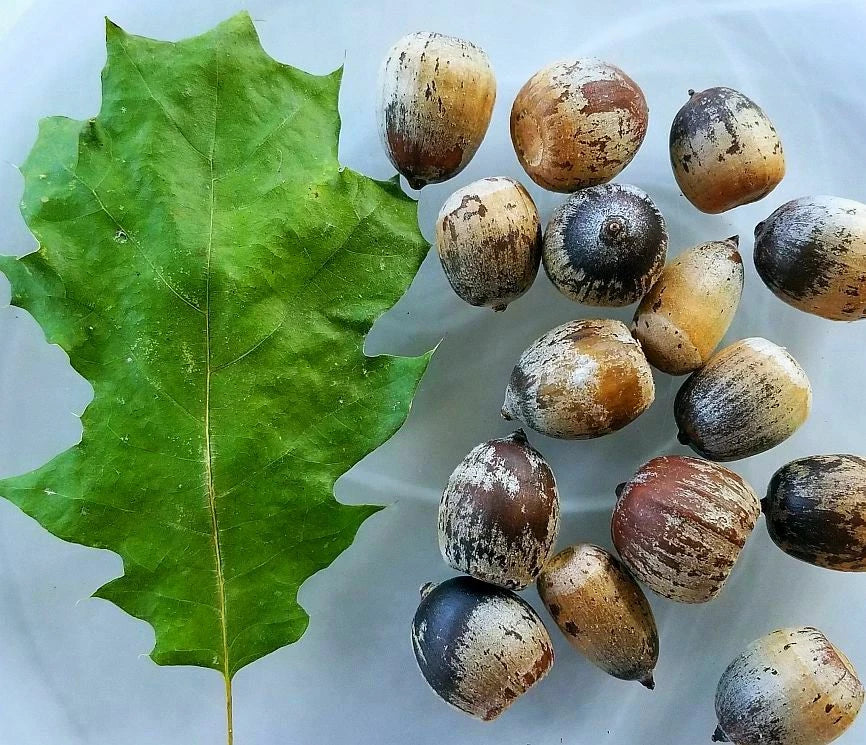Eastern Black Oak Acorn Seeds - 12 Seeds - Quercus velutina - 50-70 ft Mature Height - Hardy Zones 4-8