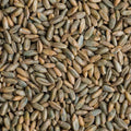 Rye Berries 4 Pounds | Whole Rye Grain | Non-GMO Bulk Dry | Ideal for Breads | Secale cereale