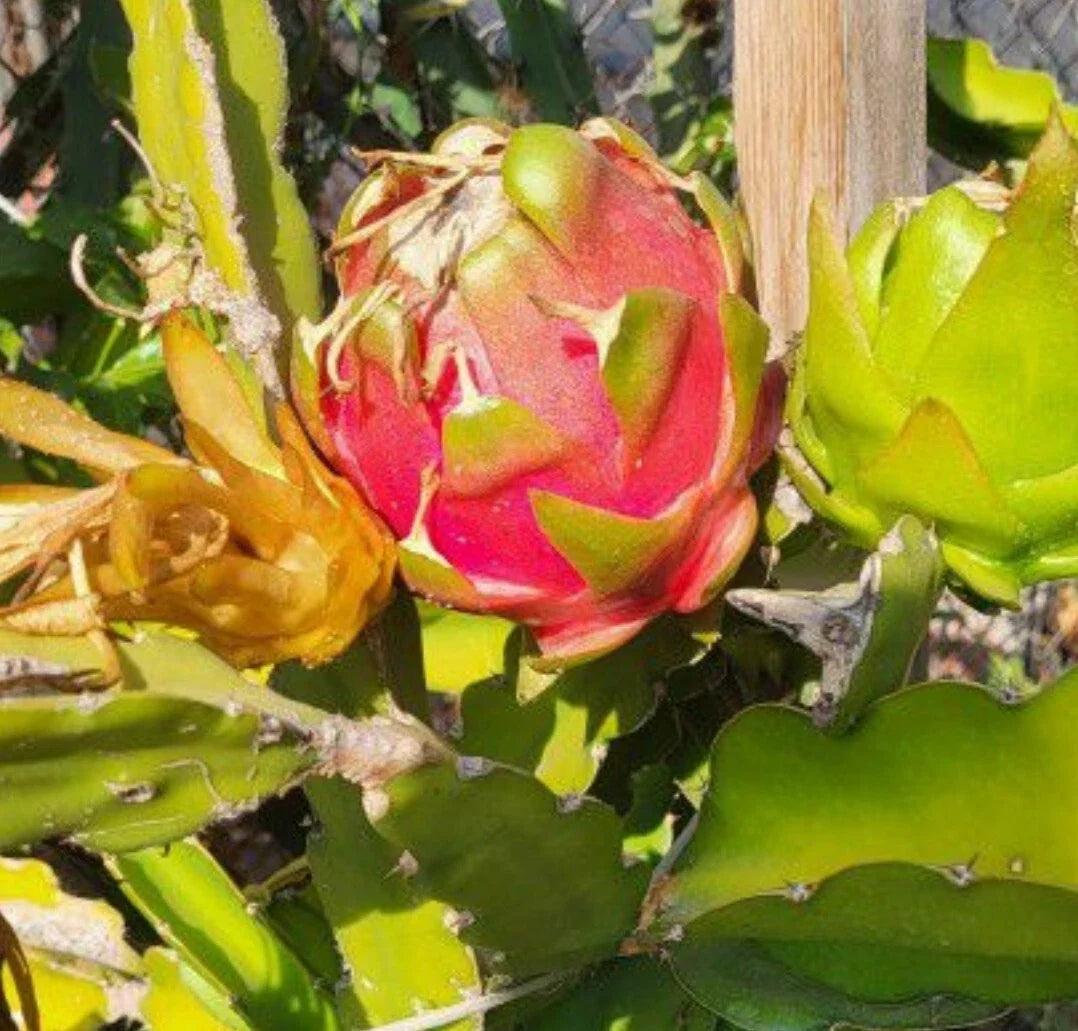 Dragon Fruit Plant | Fully Rooted Pot + 2 Cuttings | White Pitaya | Hylocereus undatus