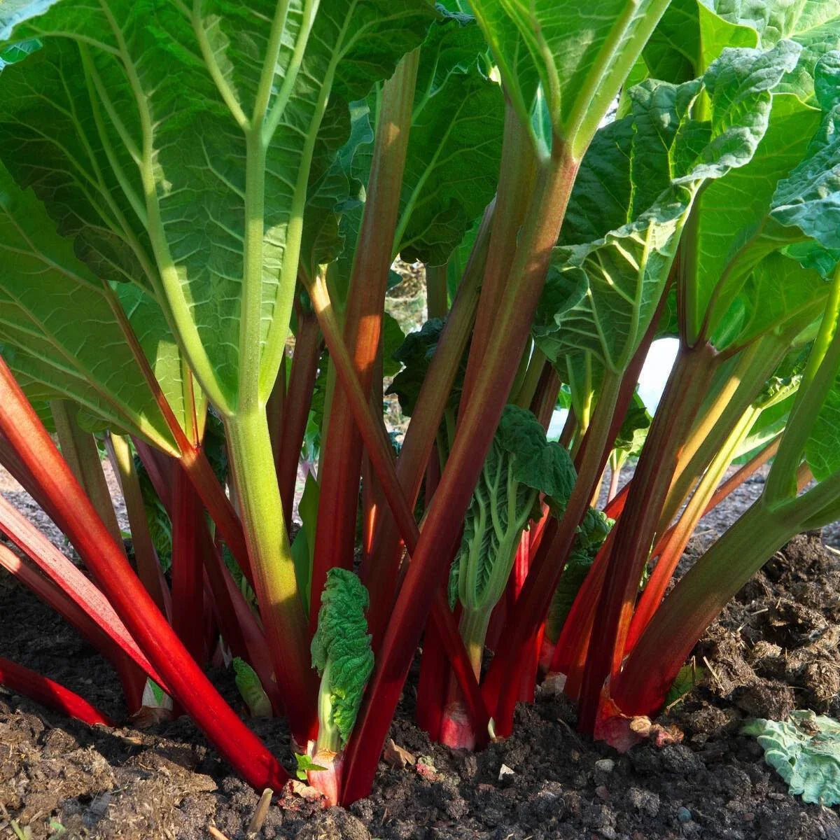 Glaskins Perpetual Red Rhubarb Seeds - 50 Seeds - Perennial Vegetable for Garden - Rheum rhabarbarum