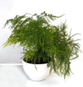 Potted Live Fern Leaf Plumosus House Plant - Exotic Indoor Greenery, Easy Care, Nephrolepis exaltata
