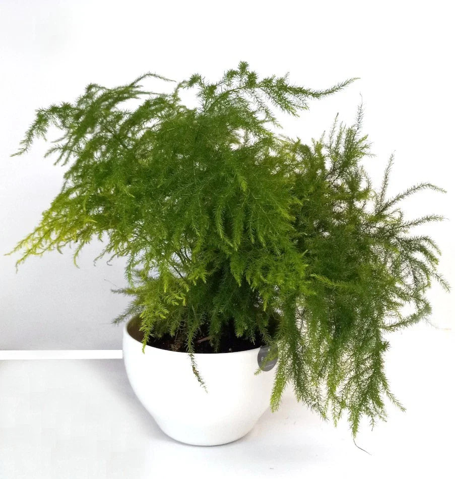 Potted Live Fern Leaf Plumosus House Plant - Exotic Indoor Greenery, Easy Care, Nephrolepis exaltata