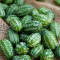 Cucumber Seeds - Mouse Melon Variety - Fresh Seed for Planting - Cucumis anguria