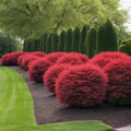 Dwarf Burning Bush Live Plant 1-3 Year Old Shrub Euonymus Alatus Well Rooted