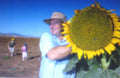 Sunflower Seeds - Mammoth Grey Stripe - Edible & Nutritious - Helianthus annuus