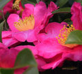 Fresh Cuttings of Camellia - Shishi Gashira - 6-8 Inch Flowering Shrubs - Camellia japonica - Propagation Ready by W. Rm