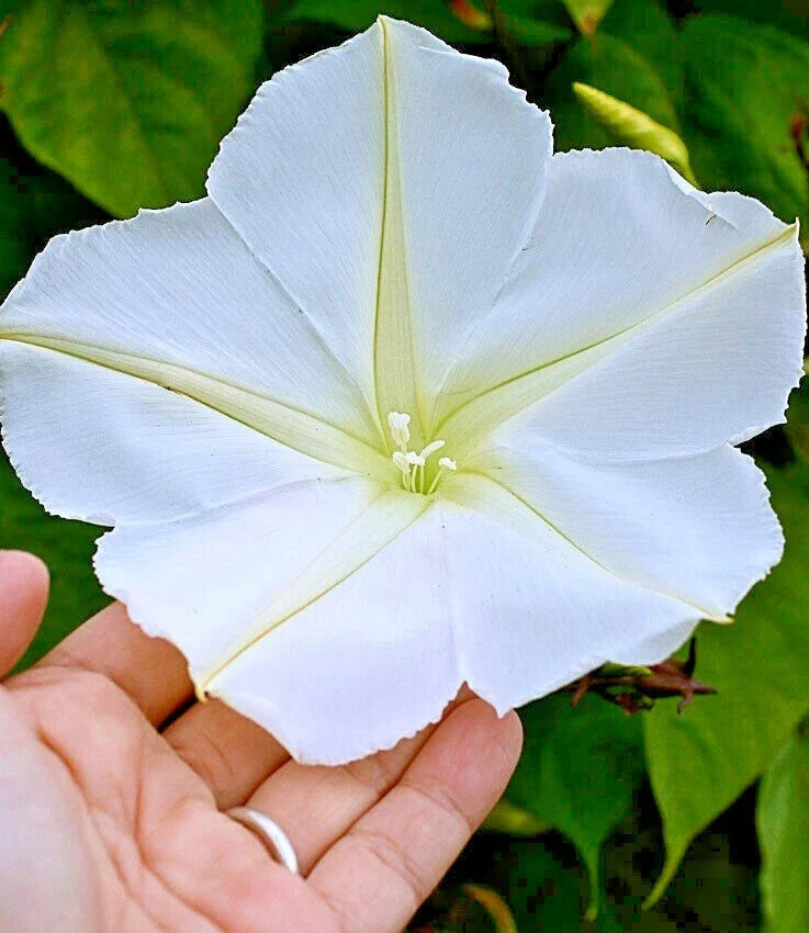 Moonflower Seeds - 20+ Fragrant Climbing Vine - Native Wildflower (Ipomoea alba)