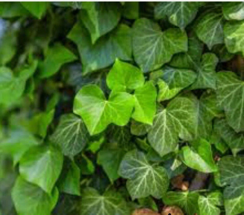 25 Live Bare Root English Ivy Plants - Hardy Ground Cover - Hedera helix - Ideal for Connecticut Gardens