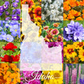 Wildflower Seed Mix 1/2 Pound Bulk - Idaho Variety - Covers 1,600 sq ft - Native Wildflowers