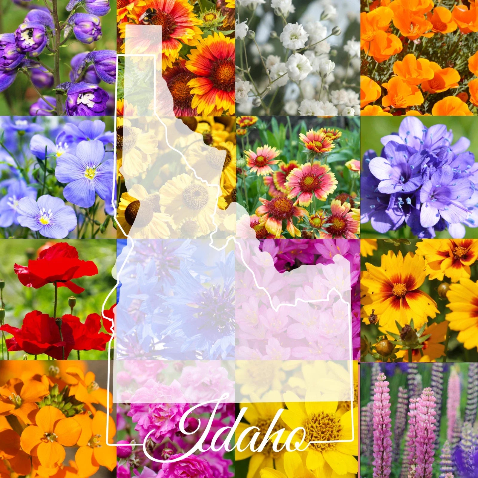 Wildflower Seed Mix 1/2 Pound Bulk - Idaho Variety - Covers 1,600 sq ft - Native Wildflowers