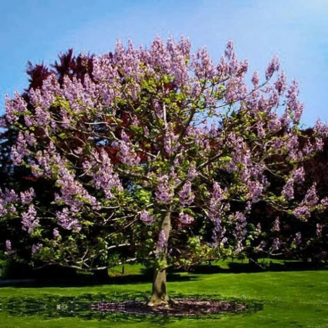 Royal Empress Tree Seeds - 50 Pack - Beautiful Flowering Tree - Paulownia tomentosa