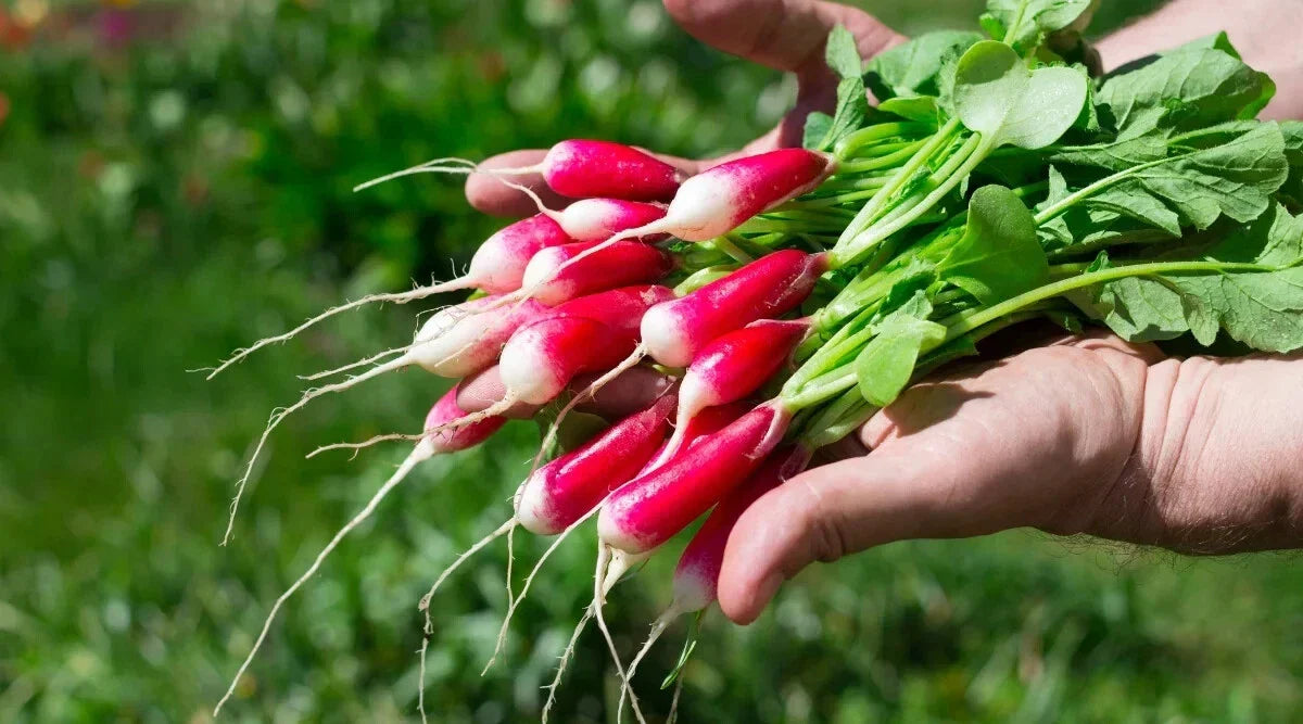Radish Seeds - 500+ Count - De 18 Jours Variety - Raphanus sativus - Garden Planting, USA, Free Shipping