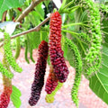Pakistan Mulberry Live Rooted Plant 6–8" Sweet Long Fruit Morus alba, Ships Without Pot