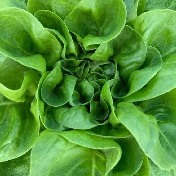Fresh Buttercrunch Butterhead Lettuce Seeds - 4g Pack - Lactuca sativa - Non-GMO, Heirloom Variety, First-Rate Quality