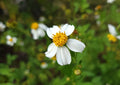 Spanish Needles Seeds | 25 Pack | Bidens Alba | Pollinator Garden | Attracts Bees & Butterflies