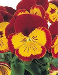 Pansy Seeds - 50 Joker Red and Gold Seeds - Viola x wittrockiana