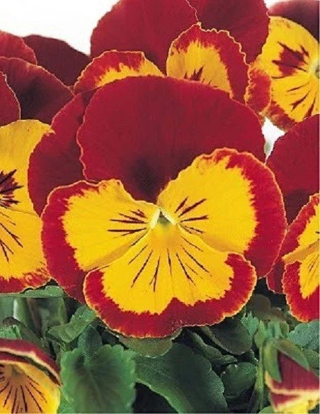 Pansy Seeds - 50 Joker Red and Gold Seeds - Viola x wittrockiana