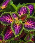 Coleus Seeds - 25+ Rainbow Varieties for Garden Planting - Coleus blumei - USA