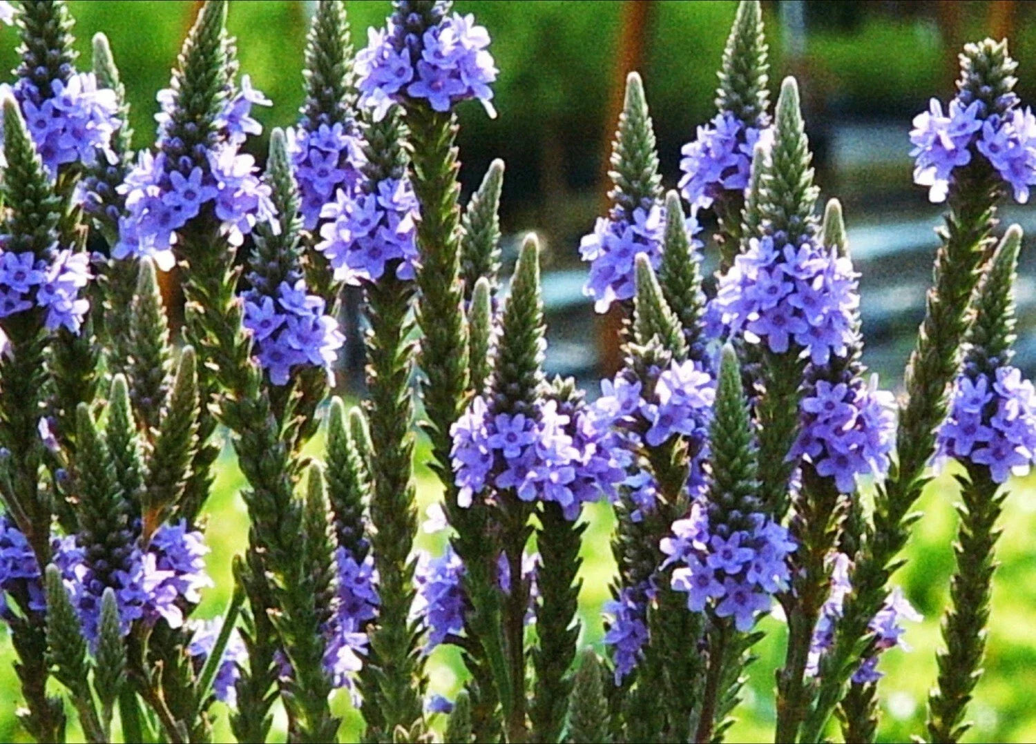 Blue Vervain Seeds - 200+ Count - Native Wildflower Herb Tea - Perennial Drought Tolerant - Verbena hastata
