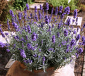 Lavender Plants 4 Plugs La Diva Vintage Violet Perennial Herb (Lavandula) - Fragrant Purple Flowers, 12-18" High, Zones 4-9