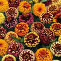 Aztec Mix Zinnia Seeds - 100+ Seeds for Garden Planting - Zinnia elegans - USA Origin, Free Shipping