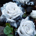 Rare Ink Rose Seeds - 20pcs Non-GMO Heirloom Variety for Garden - Rosa spp.