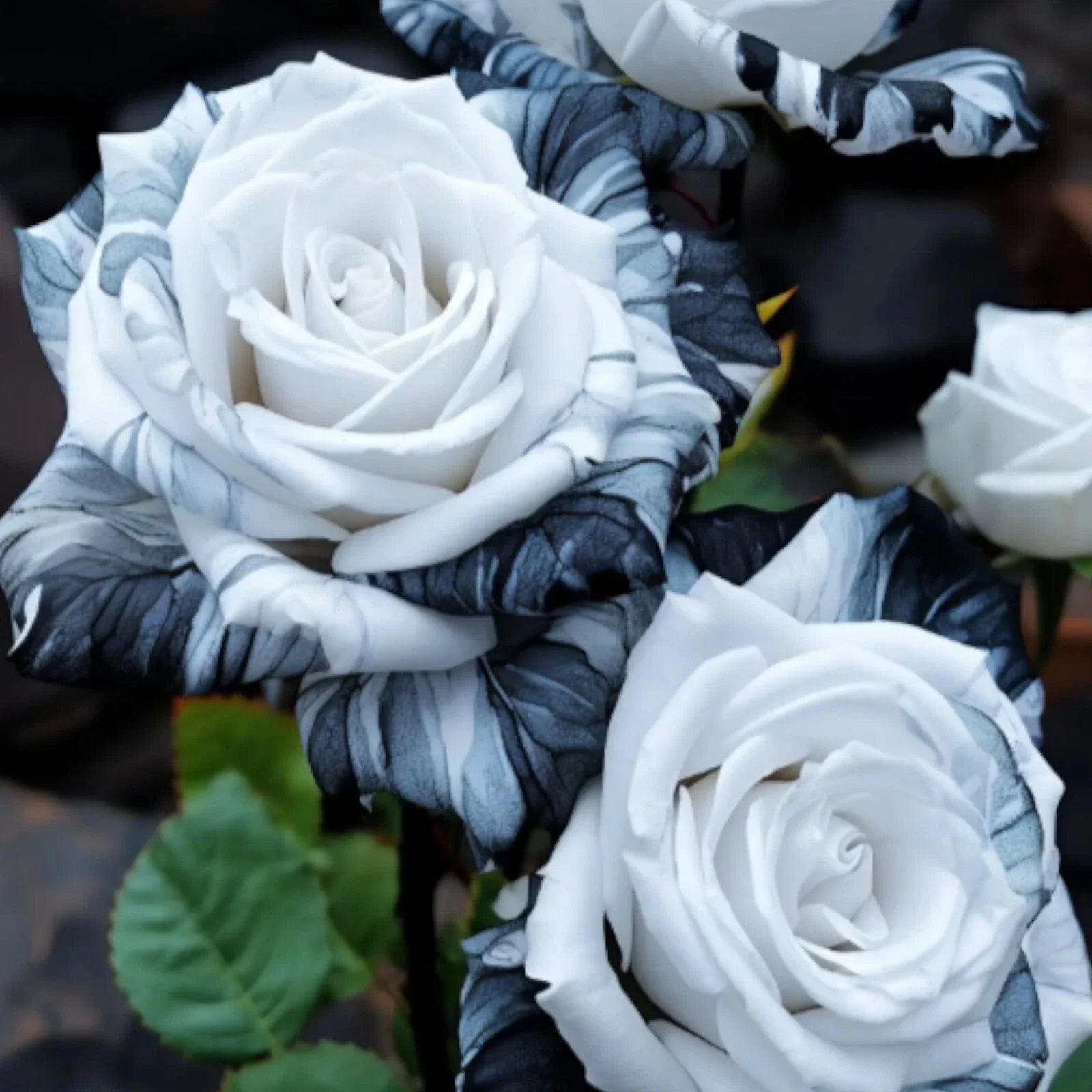 Rare Ink Rose Seeds - 20pcs Non-GMO Heirloom Variety for Garden - Rosa spp.
