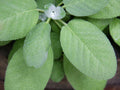 Broadleaf Sage Seeds - 150 Non-GMO Seeds - Salvia officinalis - USA Seller, Free Shipping