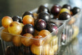 Muscadine Scuppernong Mix Seeds - 12 Pack - Medicinal Wine Juice Syrup Sauces Jelly - Vitis rotundifolia