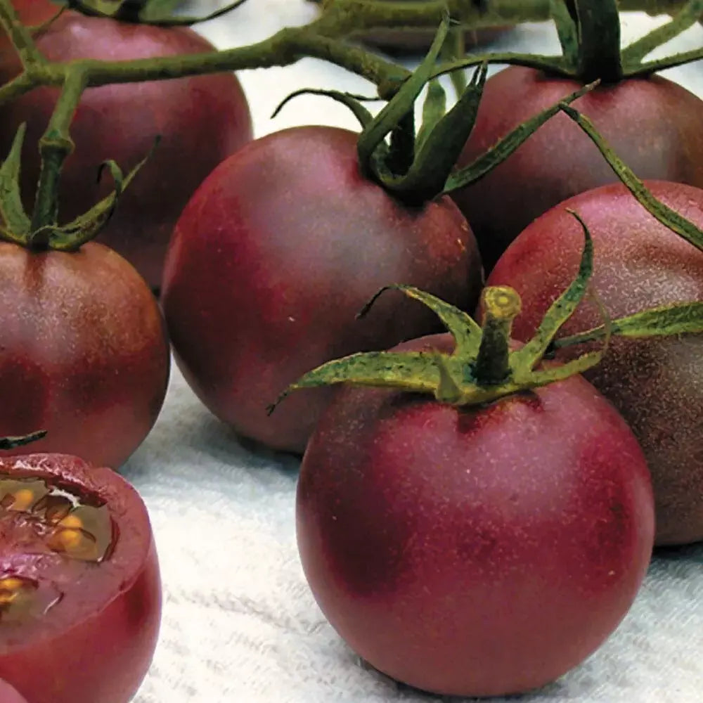 Chocolate Cherry Tomato Seeds - 10+ Heirloom Organic Seeds - Super Sweet Variety - RARE Heirloom Tomato