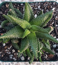 Haworthia Attenuata 'Enon' - 3.5" Diameter Rare Succulent Plant