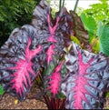 Small Rooted Starter Plant - Colocasia esculenta - Elephant Ear - Tropical Foliage Plant