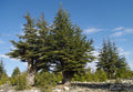 Lebanon Cedar Seeds, 5 Pack, Cedrus libani, Drought-Resistant Evergreen Tree Seeds, Ideal for Landscaping and Gardens