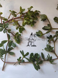 Purslane Cutting - Unrooted - Edible Succulent - Portulaca oleracea - Free Shipping