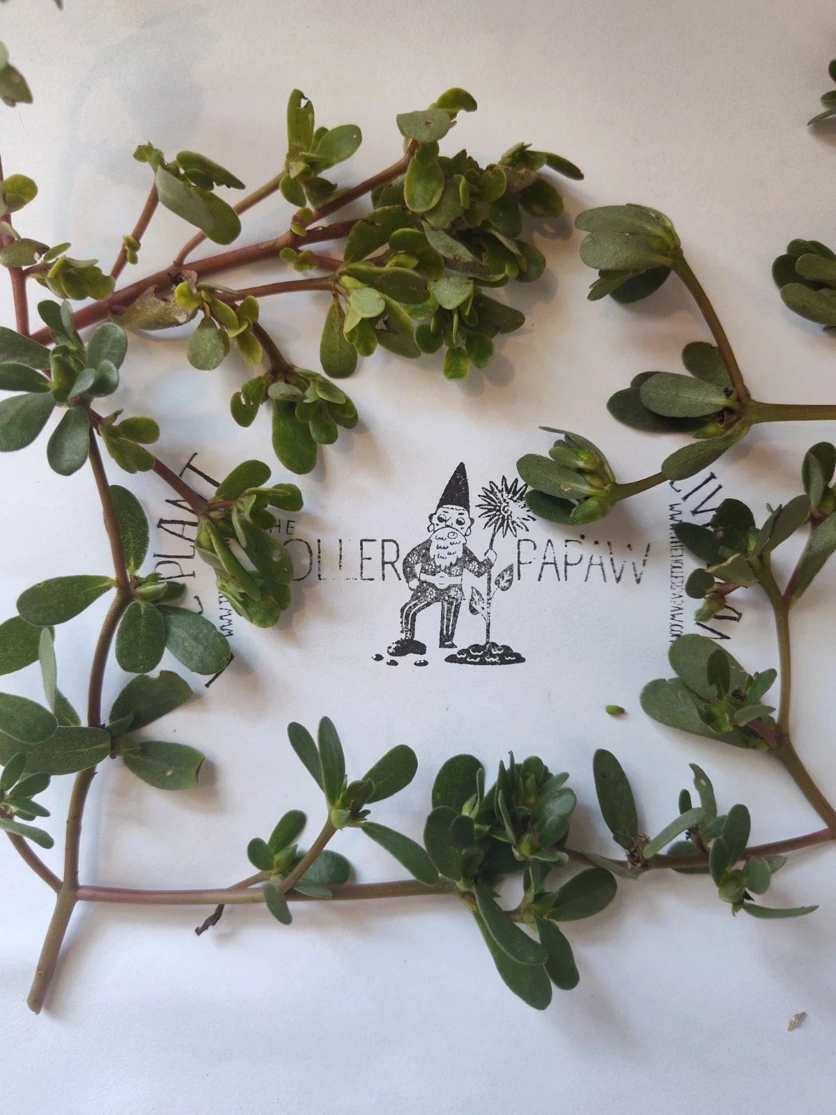 Purslane Cutting - Unrooted - Edible Succulent - Portulaca oleracea - Free Shipping