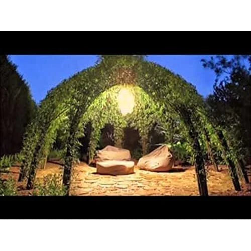 Willow Tree Kit - 10 Trees - Grow a Willow Structure - Salix spp. - Includes Video Tutorial