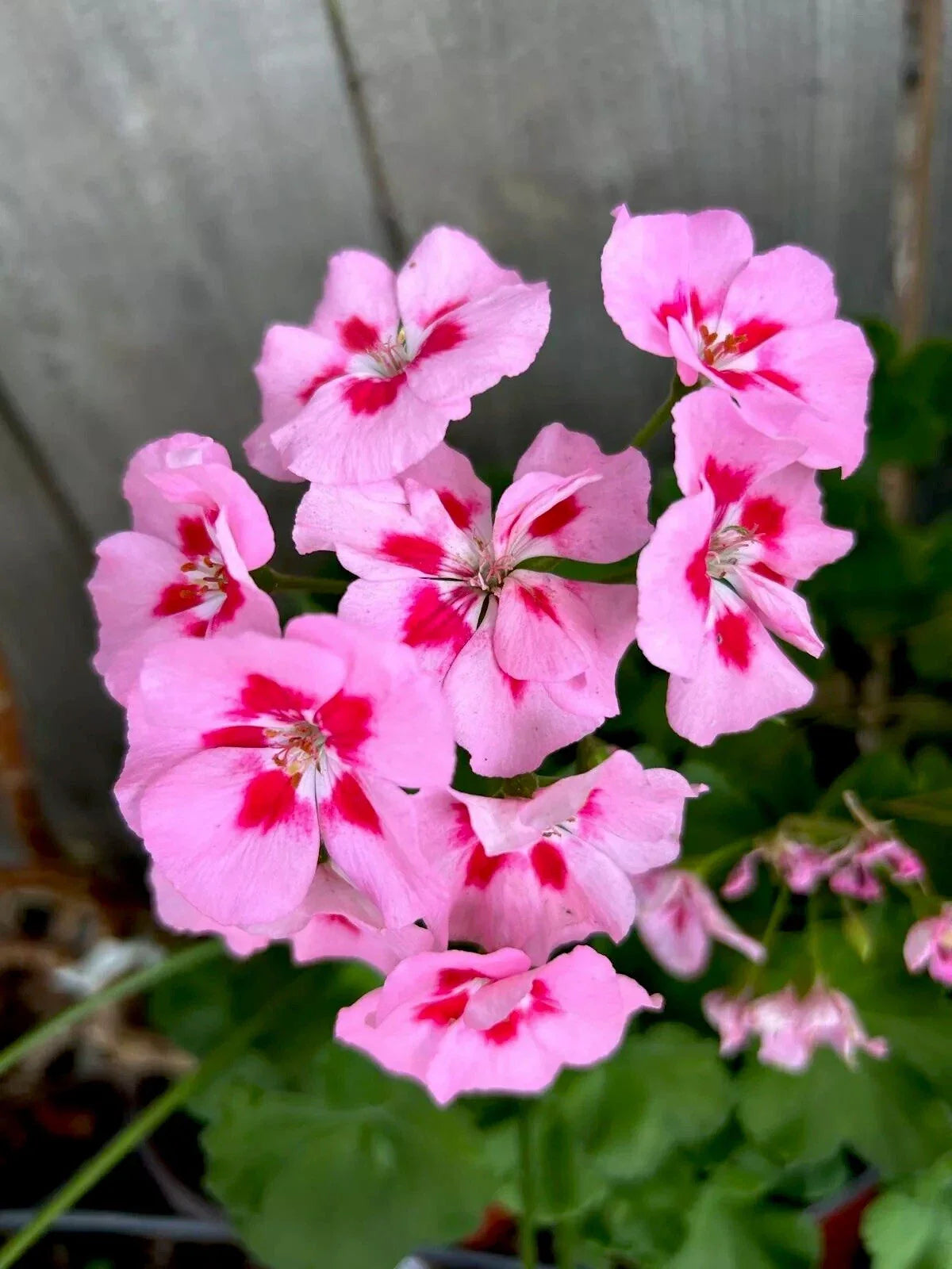 Geranium Live Plant 3” Pot, Pink/Red Perennial, 6-10 Inches Tall, Pelargonium spp.