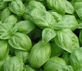 Basil Seed 1000+ Seeds Genovese Fresh Herb Seeds for Planting (Ocimum basilicum)