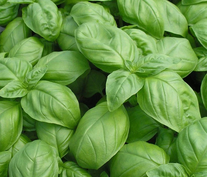 Basil Seed 1000+ Seeds Genovese Fresh Herb Seeds for Planting (Ocimum basilicum)