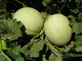 Honeydew Green Flesh Melon Seeds - NON-GMO, Multiple Sizes Available, Sweet Flavor, Cucumis melo