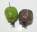 Organic Hardy Polar Arctic Seedless Kiwi Cuttings - 12 Count - Actinidia arguta