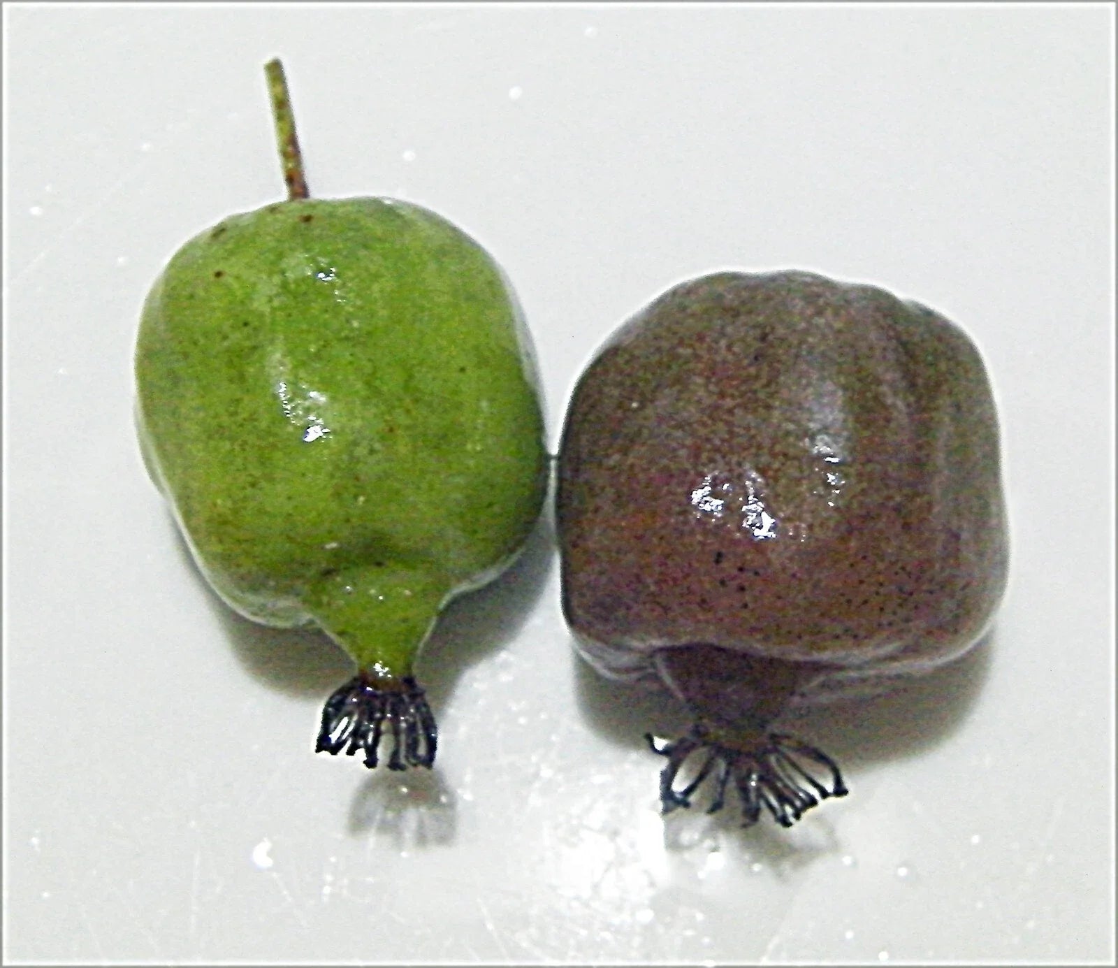 Organic Hardy Polar Arctic Seedless Kiwi Cuttings - 12 Count - Actinidia arguta