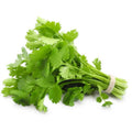 Cilantro Seeds - 75+ Organic Coriander Seeds - Non-GMO Culinary Herb - Coriandrum sativum