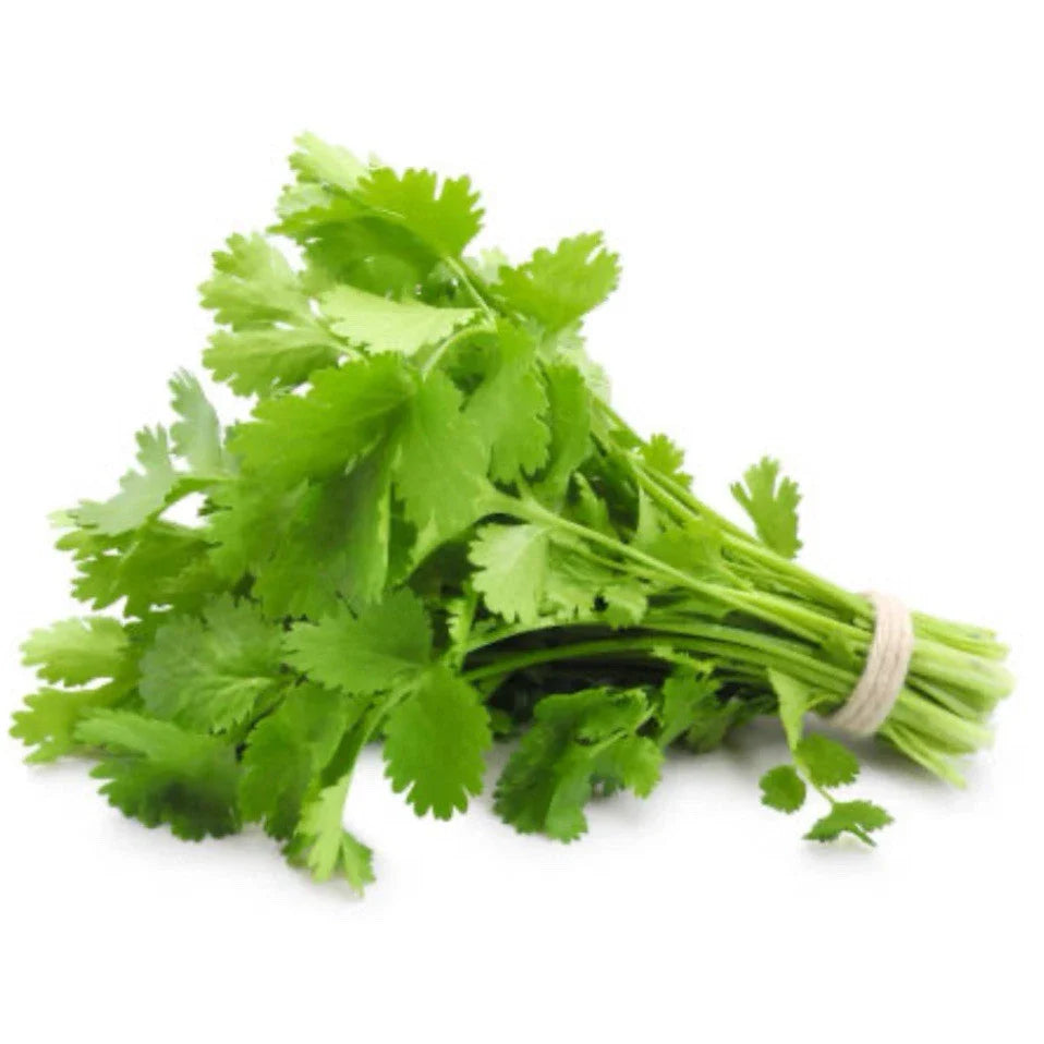 Cilantro Seeds - 75+ Organic Coriander Seeds - Non-GMO Culinary Herb - Coriandrum sativum