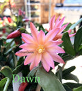Easter Cactus Cuttings - 3 Rhipsalidopsis Hatiora - Rare Succulent Propagation Starter