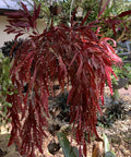 Rhipsalis Ramulosa Red Cuttings - Pseudorhipsalis Mistletoe Cactus - 6 Healthy Plant Cuttings - Kimnachia