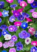 Morning Glory Seeds Mix - 75 Seeds, Red & Blue Flowers, Ipomoea tricolor - Free Shipping on Orders of 15