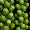 Brussel Sprouts Seeds - 500 Non-GMO CATSKILL Dwarf Variety - Sweeter with Frost - 90 Days to Harvest