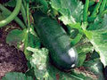 Heirloom Squash Seeds, Long Dark Green Zucchini, Non-GMO, 500+ Seeds, Cucurbita pepo